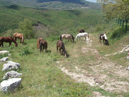 pony